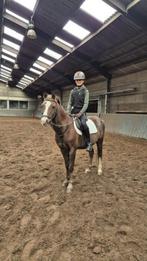 Leuke pony's te koop, Dieren en Toebehoren, Niet van toepassing, Gechipt, B pony (1.17m tot 1.27m), Recreatiepony