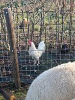 Witte haan, Dieren en Toebehoren, Pluimvee, Meerdere dieren, Kip