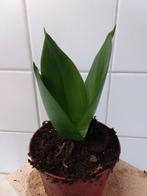 Sanseveria, Huis en Inrichting, Kamerplanten, Overige soorten, Ophalen of Verzenden, In pot, Minder dan 100 cm