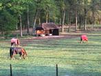 Stalling/weidegang in Wenum Wiesel, Weidegang, 2 of 3 paarden of pony's