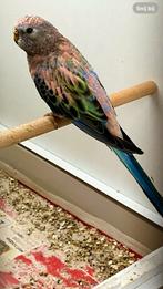 Bourke opaline man blauw bezit, Dieren en Toebehoren, Vogels | Parkieten en Papegaaien, Mannelijk, Parkiet