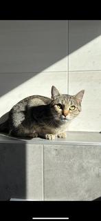 Kittens verwacht., Dieren en Toebehoren, Kater