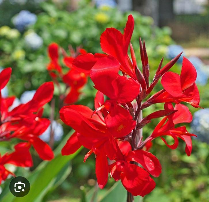 Indisch Bloemriet (Canna) - Tropische Schoonheid, Tuin en Terras, Planten | Tuinplanten, Overige soorten, Volle zon, Ophalen of Verzenden