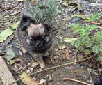 Chihuahua pups, Reu, Meerdere, Chihuahua, Nederland