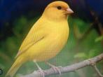 Waterslager kanarie pop gezocht, Dieren en Toebehoren, Vrouwelijk, Zangkanarie