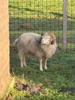 ouessant ram, Dieren en Toebehoren, Schapen, Geiten en Varkens, Mannelijk, Schaap