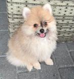 Lieve pomeriaan reu zoekt gouden mandje, Dieren en Toebehoren, Honden | Poolhonden, Keeshonden en Oertypen, Reu, Poolhond, Eén hond
