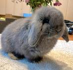 Raszuivere MiniLop hangoor konijntjes met stamboom, Dieren en Toebehoren, Konijnen, Meerdere dieren, Dwerg, Hangoor