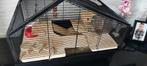 Hamsterkooi met 6 Hamsters, Kooi, Minder dan 75 cm, Zo goed als nieuw, Hamster