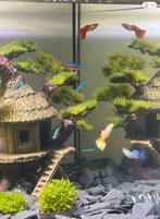 Aquarium 70 L - vissen- ornamenten- planten/stenen, Tuin en Terras, Ophalen, Zo goed als nieuw