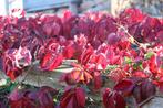 wingerd, Ophalen, Vaste plant, Halfschaduw, Klimplanten