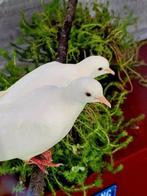 Witte tortelduiven, Meerdere dieren, Tortelduif