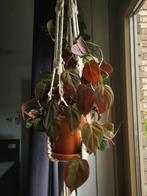 Philodendron Micans Hangplant in terracotta pot, Huis en Inrichting, Kamerplanten, Ophalen, Overige soorten, Halfschaduw, In pot