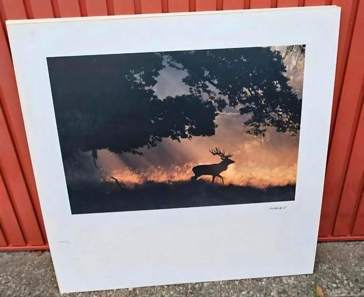 Mooie gefotografeerde platen op dik karton, Antiek en Kunst, Kunst | Litho's en Zeefdrukken, Ophalen