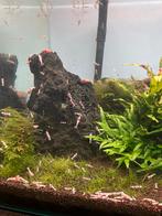 Crystal Red - High Grade, Dieren en Toebehoren, Vissen | Aquariumvissen, Kreeft, Krab of Garnaal