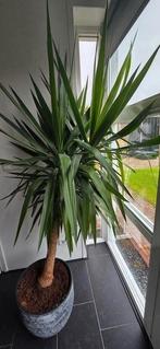 Yukka met pot, Ophalen of Verzenden, Halfschaduw, Minder dan 100 cm