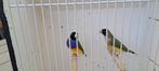 koppel goulds amadine uit buiten vlucht, Dieren en Toebehoren, Vogels | Overige Vogels, Meerdere dieren, Tropenvogel, Geringd