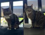 2 lieve poezen zoeken een fijn nieuw thuis, Dieren en Toebehoren, Poes, 6 jaar of ouder