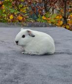 Aangeboden 2 jonge witte californian cavia's, Dieren en Toebehoren, Knaagdieren, Cavia, Geslacht onbekend, November, Tam