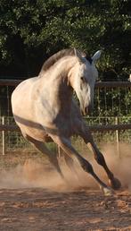 Ulala – 1,5-jarige Lusitano merrie te koop, Dieren en Toebehoren, Paarden, Merrie, Niet van toepassing, Gechipt, 0 tot 2 jaar