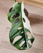 Monstera Adansonii Japanese Tricolor XL stek, Ophalen of Verzenden