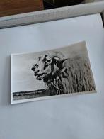 RAM. van de schaapskudde te RUINEN, Verzamelen, Ophalen of Verzenden, Gelderland