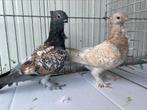 Oud Oosterse Meeuwen, Dieren en Toebehoren, Vogels | Duiven, Geslacht onbekend, Overige soorten