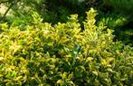 Euonymus - Japanse kardinaalshoed soorten en maten 3,85€, Ophalen of Verzenden, Overige soorten, Minder dan 100 cm