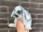 Lieve hangoor dwergkonijnen,  gekoppeld en gecastreerd!, Dieren en Toebehoren, Konijnen, Meerdere dieren, Dwerg, Hangoor