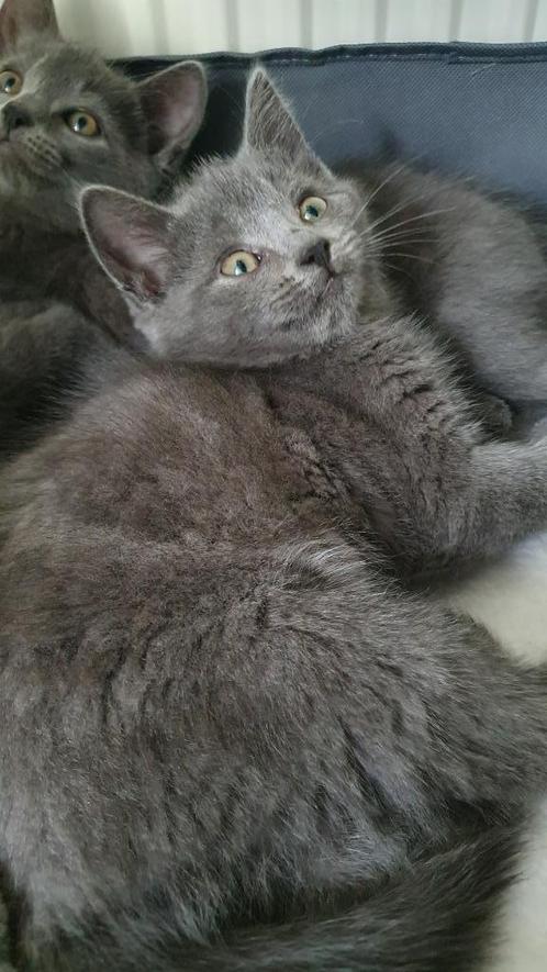 Lieve kruising kittens Blauwe Rus/Britse korthaar, Dieren en Toebehoren, Katten en Kittens | Raskatten | Korthaar, Meerdere dieren