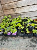 Aardbei plantjes, Ophalen, Volle zon, Groenteplanten, Eenjarig
