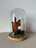 Vindula Dejone vlinder, Antiek en Kunst, Ophalen