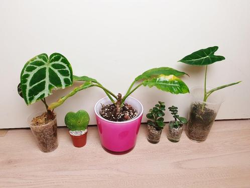 Populaire pantjes set, alocasia, anthurium, philodendron, Huis en Inrichting, Kamerplanten, Overige soorten, Minder dan 100 cm