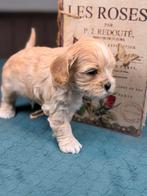 Maltipoo-toy poedel Boomer, Rabiës (hondsdolheid), 8 tot 15 weken, Meerdere, Meerdere dieren