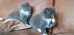 Siberische kittens (25%maincoon) Blue en creme rood, Dieren en Toebehoren, Katten en Kittens | Raskatten | Langhaar, Meerdere dieren