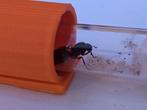 Camponotus Ligniperda met werkers en broed. Incl luxe nest, Dieren en Toebehoren, Insecten en Spinnen, Mieren