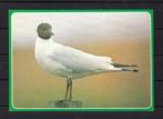 725 VOGEL, Kapmeeuw, Verzamelen, Ophalen of Verzenden, Gelopen, Vogel