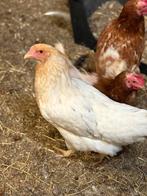 Tk twentse hoeders 2024, Dieren en Toebehoren, Pluimvee, Meerdere dieren, Kip