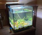 Superfish QubiQ 60 met jonge gupjes, Dieren en Toebehoren, Vissen | Aquaria en Toebehoren, Ophalen, Leeg aquarium