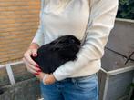 2 voedsters incl alle toebehoren te koop, Dieren en Toebehoren, Konijnen, Vrouwelijk, Klein, 3 tot 5 jaar