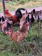 Hollandse krieltjes, Dieren en Toebehoren, Pluimvee, Meerdere dieren, Kip