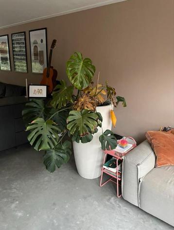 Grote Plantenpot / Bloempot beschikbaar voor biedingen