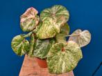 Begonia Rouge Variegata p13 (5), Ophalen of Verzenden, Halfschaduw, Minder dan 100 cm