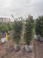 Taxus Baccata - Venijnboom, Ophalen