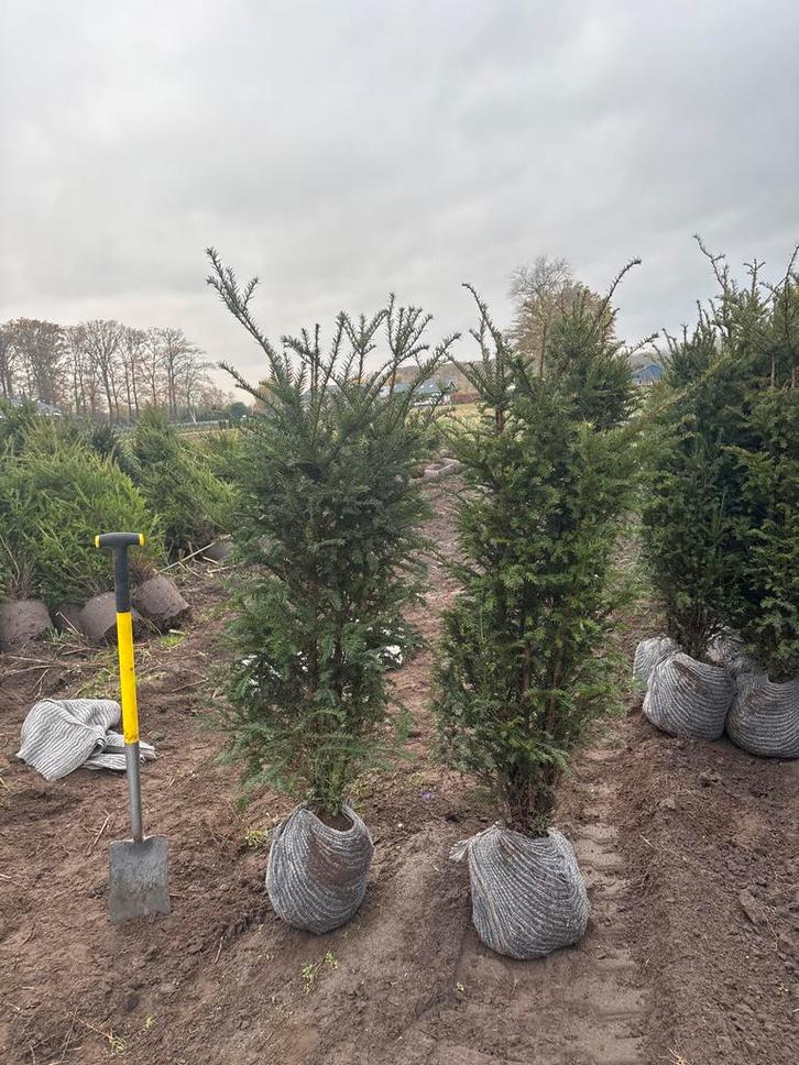 Taxus Baccata - Venijnboom, Tuin en Terras, Planten | Struiken en Hagen, Ophalen