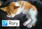 Super lieve halve Maine Coon kittens, mogen direct verhuizen, Dieren en Toebehoren, Katten en Kittens | Raskatten | Langhaar, Meerdere dieren