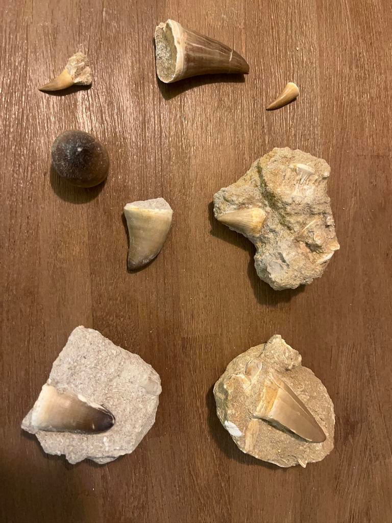 Lot 8 soorten mosasaurid sp., Ophalen of Verzenden, Fossiel
