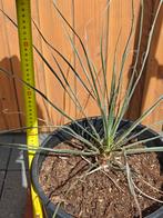 yucca Filifera, Ophalen, Zomer, Overige soorten, Volle zon