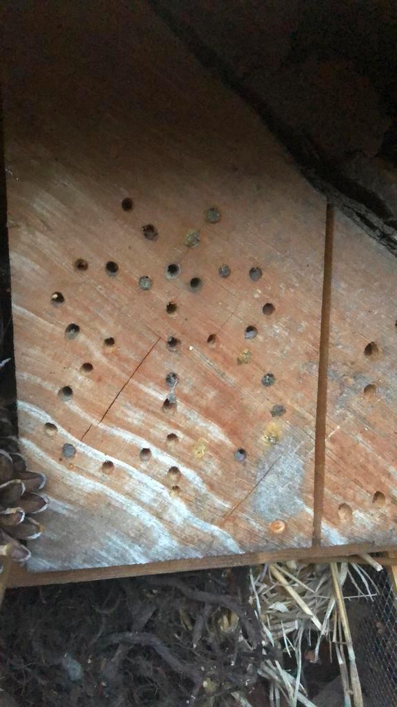 Insectenhotel,uniek en handgemaakt, Tuin en Terras, Tuinwanddecoratie, Ophalen