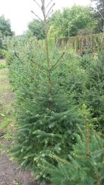 Kerstbomen, nordmann, omorica, biologisch, Ophalen, Vaste plant, Overige soorten, Halfschaduw
